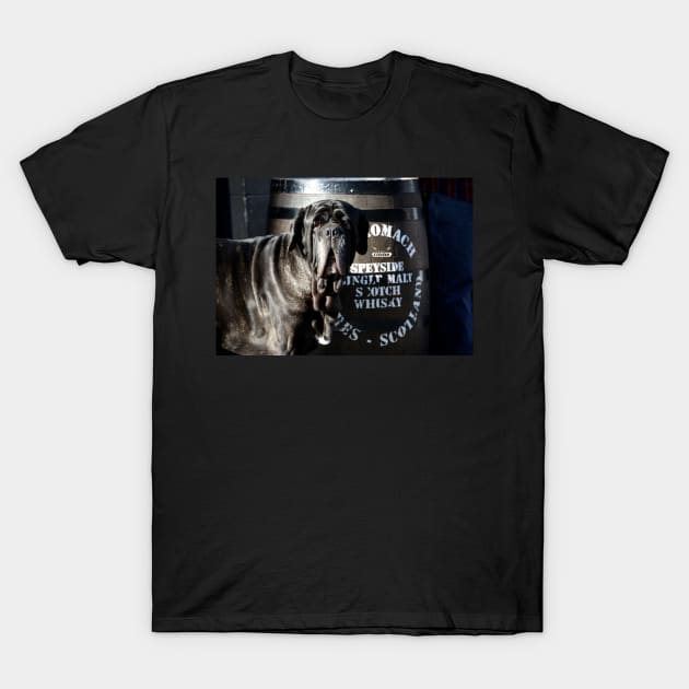 Whiskey dog / Swiss Artwork Photography T-Shirt by RaphaelWolf